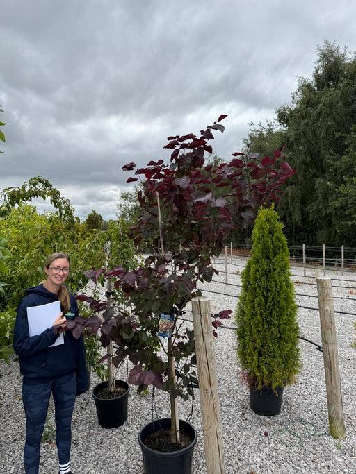 Cercis canadensis Red Force 15 Litre Pot