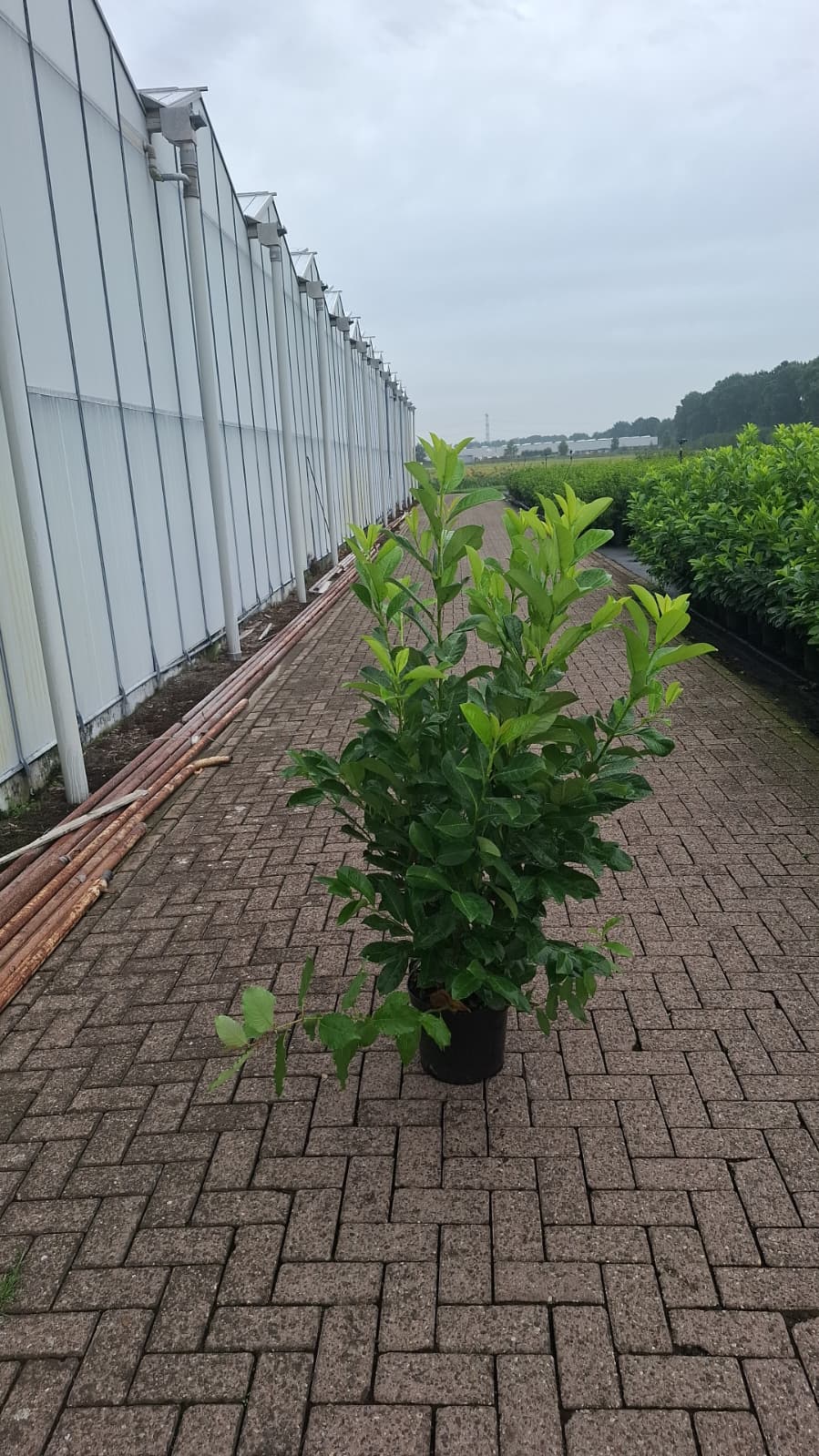 Cherry Laurel Hedging 125-150cm 10 Litre Pot