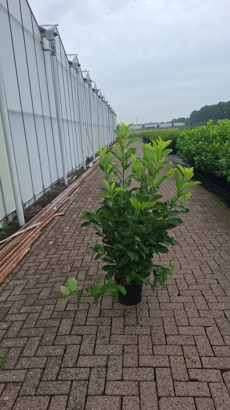 Cherry Laurel Hedging 125-150cm 10 Litre Pot