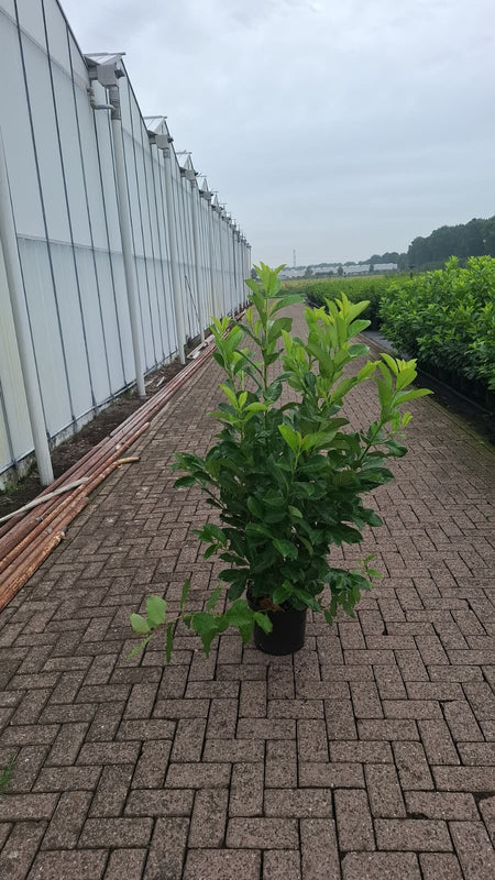 Big Deal Cherry Laurel Hedging 125-150cm 10 Litre Pot x 20