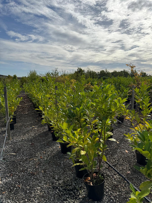 Cherry Laurel Hedging 15 Litre Pot 100/120cm