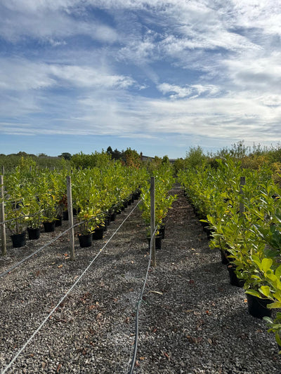 Hedging Deals