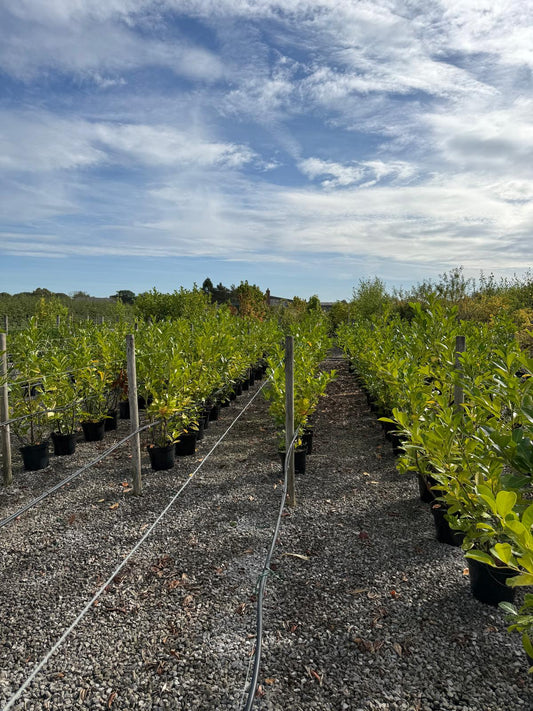 Cherry Laurel Hedging 15 Litre Pot 100/120cm