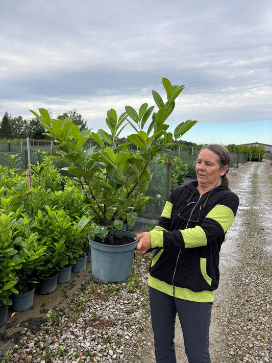 Cherry Laurel Hedging 3 Litre 50-60cm