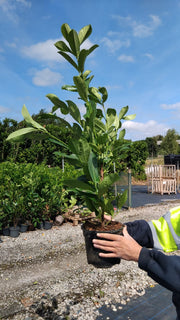 Cherry Laurel Hedging 3 Litre Pot 80-90cm