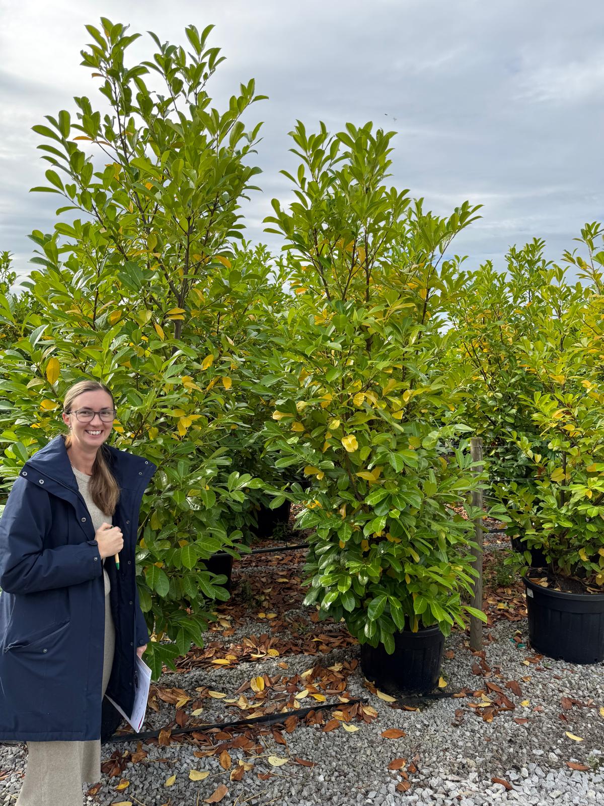 Cherry Laurel Hedging Super Size 225/250cm Pot Grown