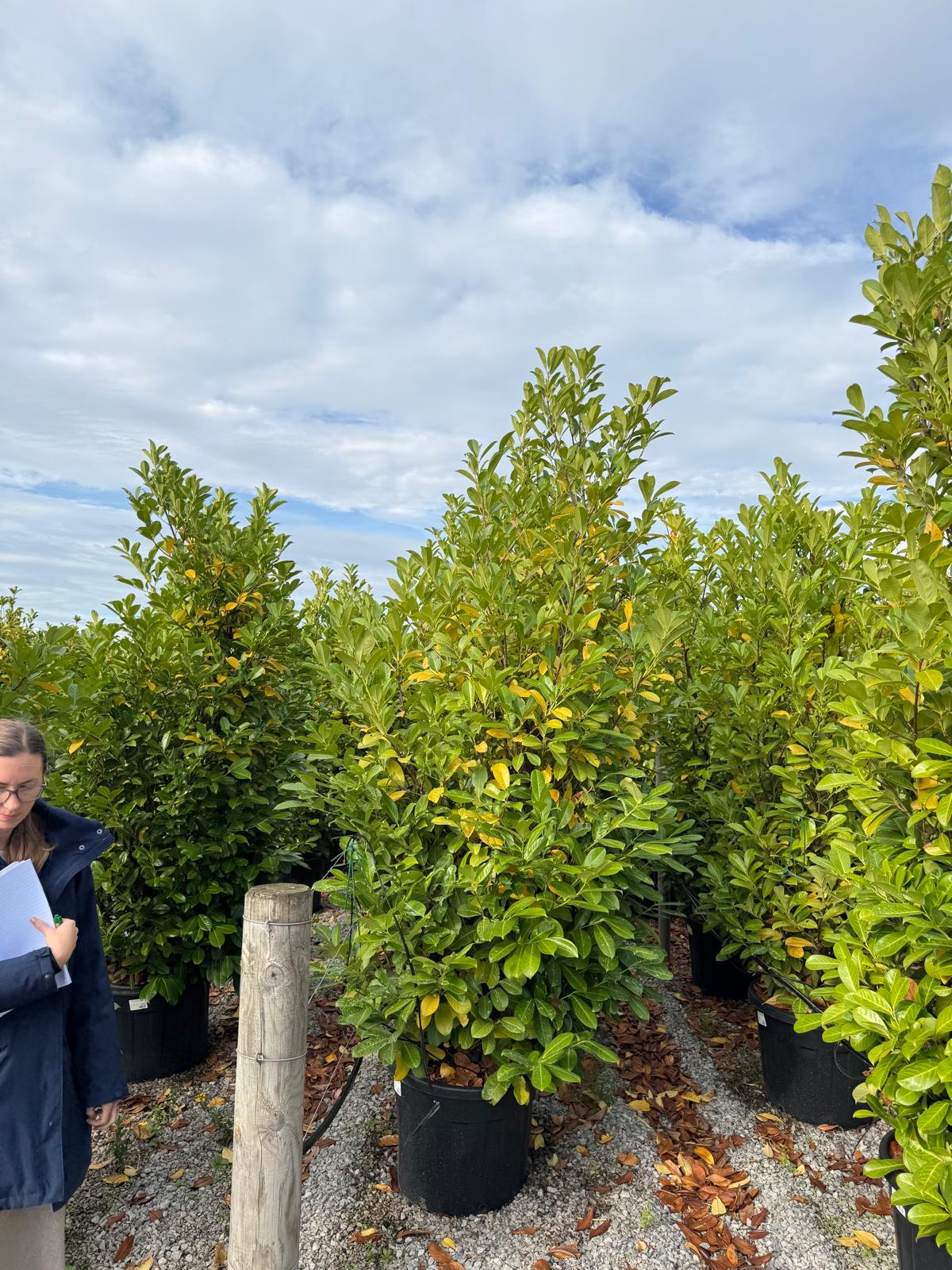 Cherry Laurel Hedging Super Size 225/250cm Pot Grown