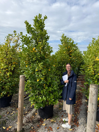 Cherry Laurel Hedging Super Size 225/250cm Pot Grown