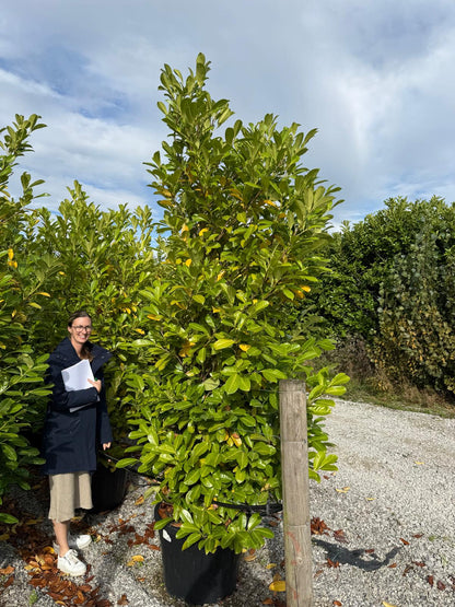 Cherry Laurel Hedging Super Size 225/250cm Pot Grown