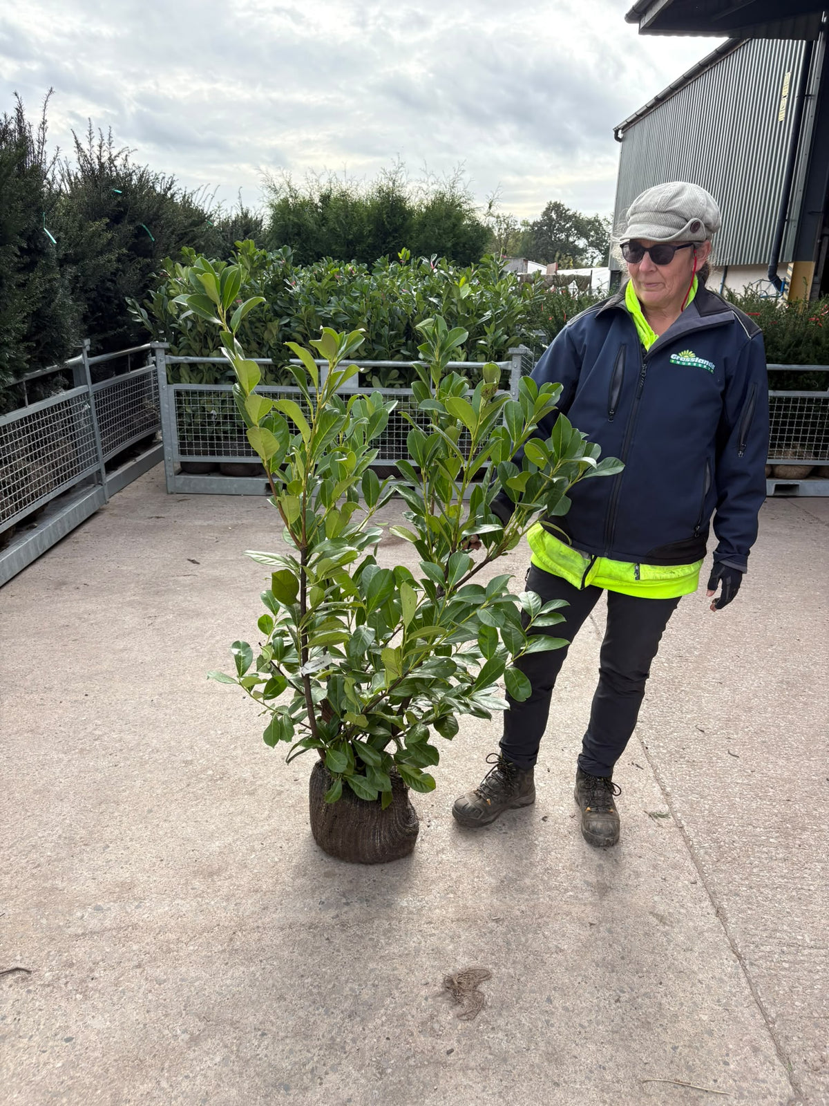 Cherry Laurel Root Ball 100/120cm