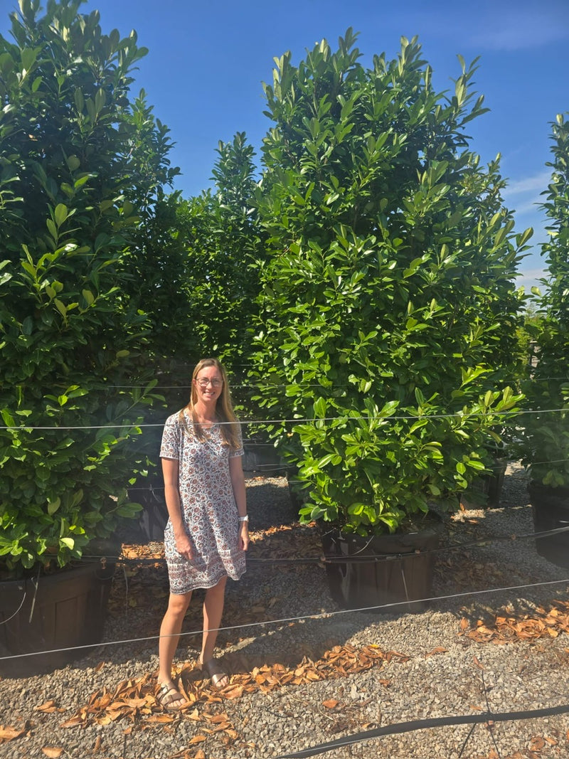 Cherry Laurel hedging 3-3.5m Super Wide