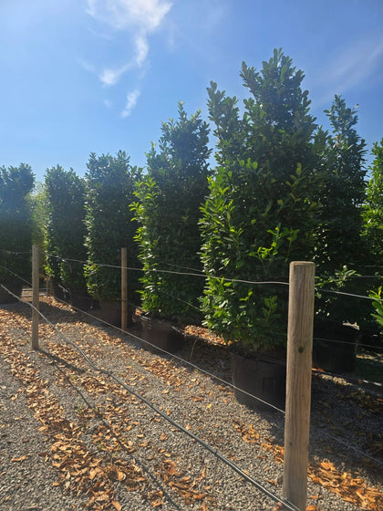 Cherry Laurel hedging 3-3.5m Super Wide