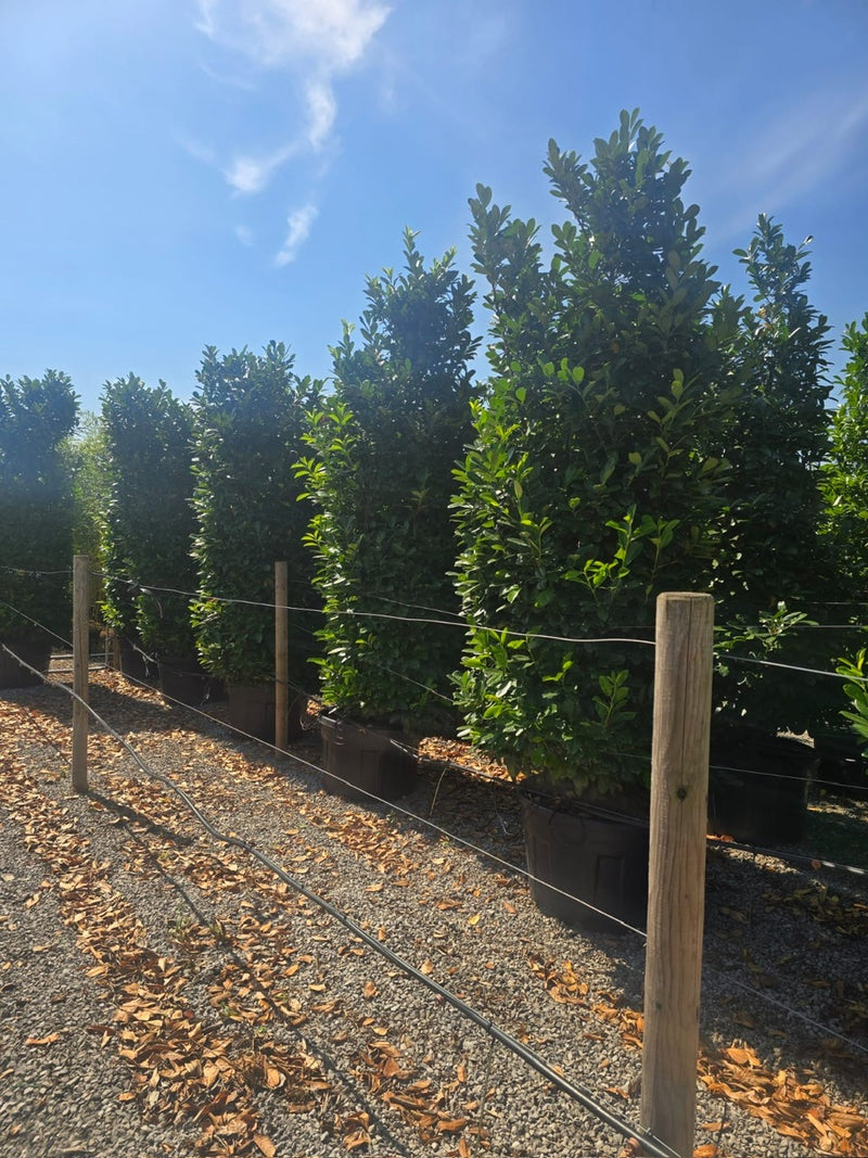 Cherry Laurel hedging 3-3.5m Super Wide