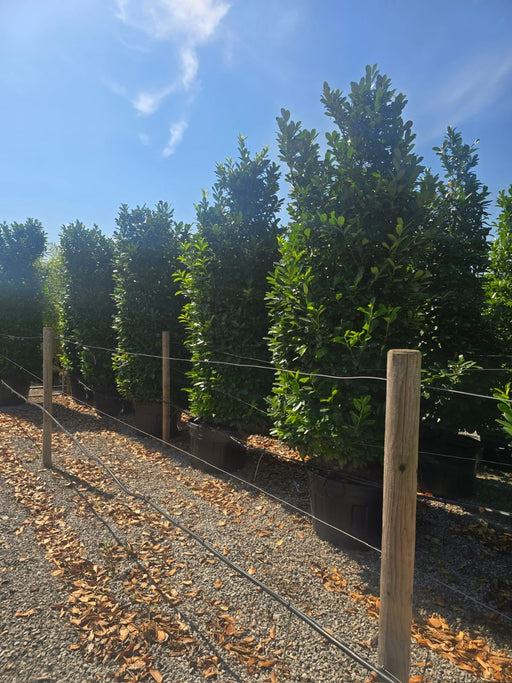 Cherry Laurel hedging 3-3.5m Super Wide