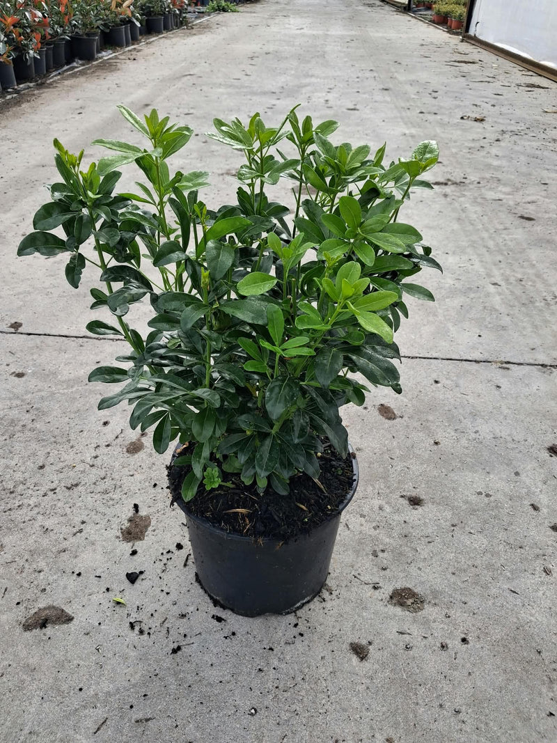 Choisya ternata 5 Litre Pot