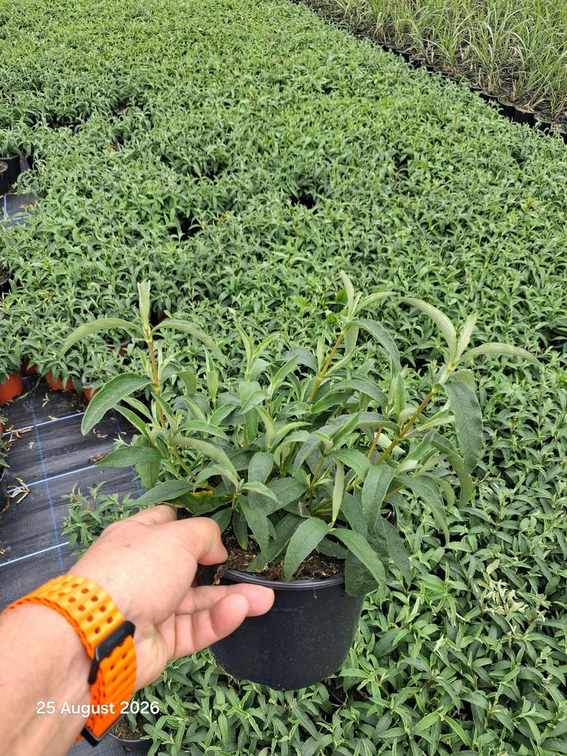 Cistus Purpureus 2 Litre Pot