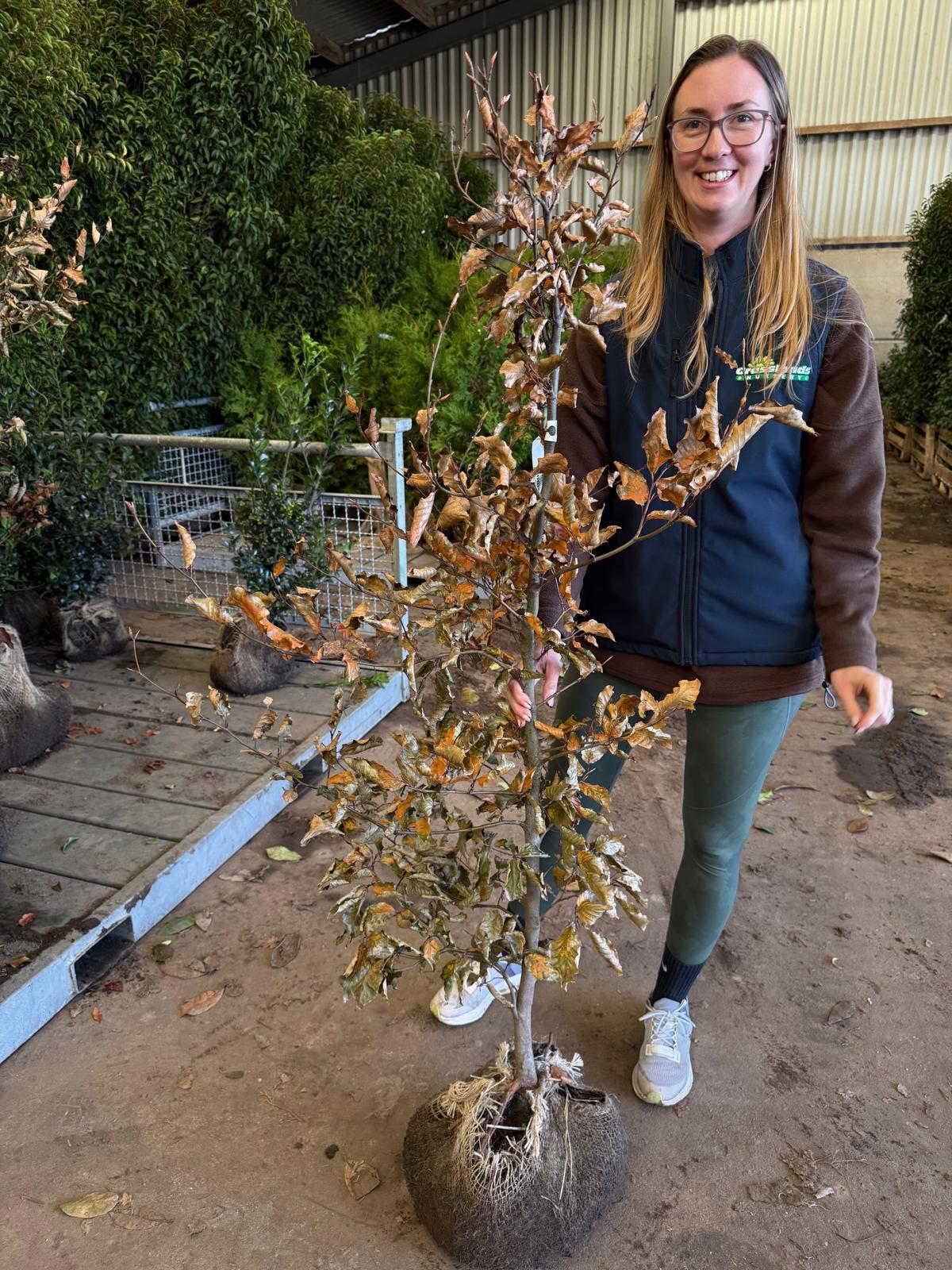 Copper Beech 150-175cm Root Ball Delivery from October