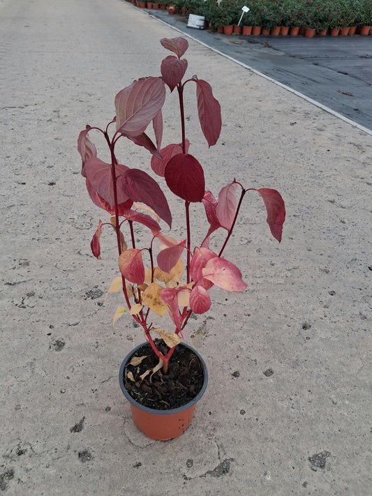 Cornus Alba Siberica 2 Litre Pot