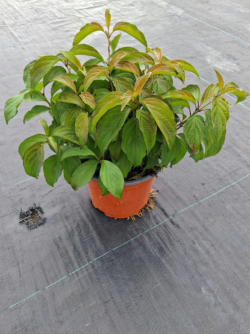 Cornus Kelseyi 2 Litre Pot