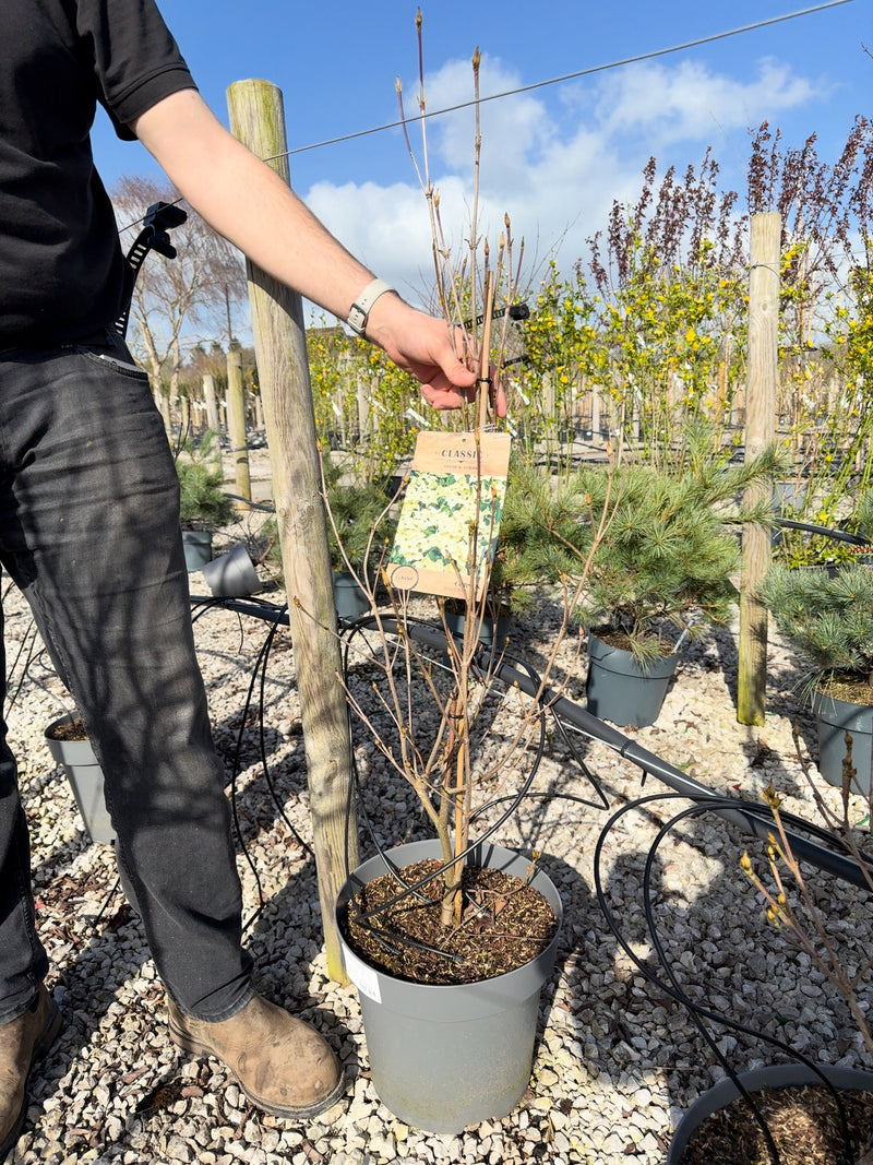 Cornus Kousa Satomi 12 Litre Pot 60-80cm Tall Delivery September