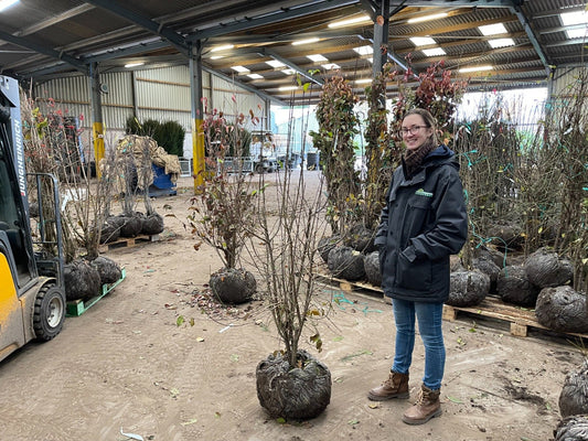 Cornus Mas Multi Stem 150/175cm