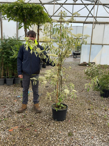 Cornus controversa Variegata 20 Litre Pot 175-200cm Tall September Delivery