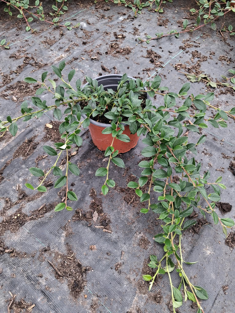 Cotoneaster Dammeri 2 Litre Pot
