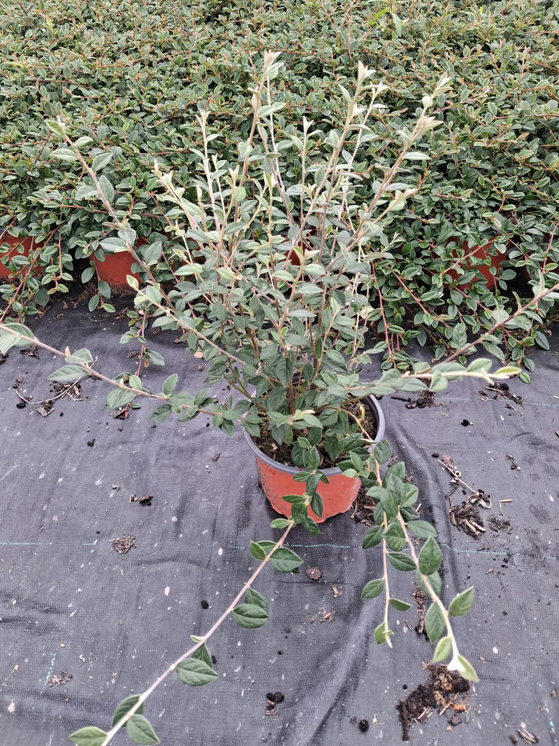 Cotoneaster Franchettii 2 Litre Pot