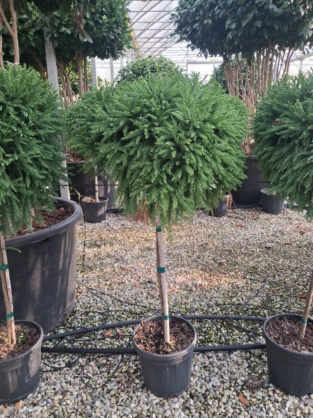 Cryptemeria Japonica Globosa Nana Half Standard 12 Litre Pot