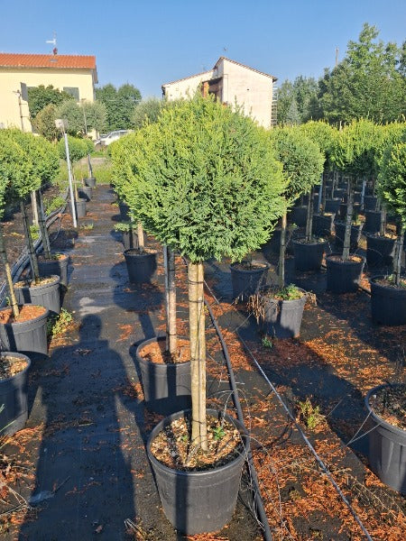 Cupressocyparis Castlewellan Gold Half Standard 25 Litre Pot