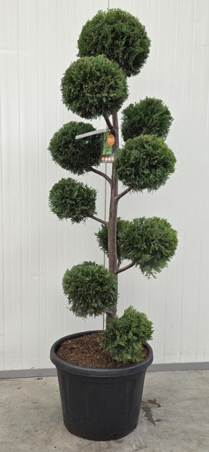 Cupressocyparis Leylandii Multi Ball Bonsai 20 Litre Pot