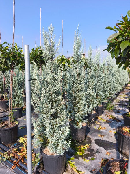 Cupressus Arizonica Fastigata 25 Litre Pot 170cm+