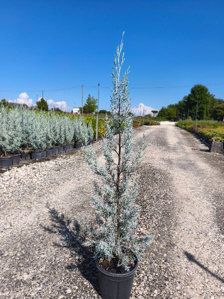 Cupressus Arizonica Fastigata 3 Litre Pot 100-120cm