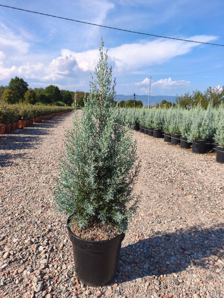 Cupressus Arizonica Fastigata 9 Litre Pot