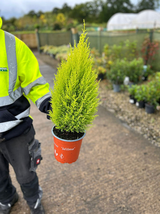 Cupressus mac.Wilma 2 Litre Pot