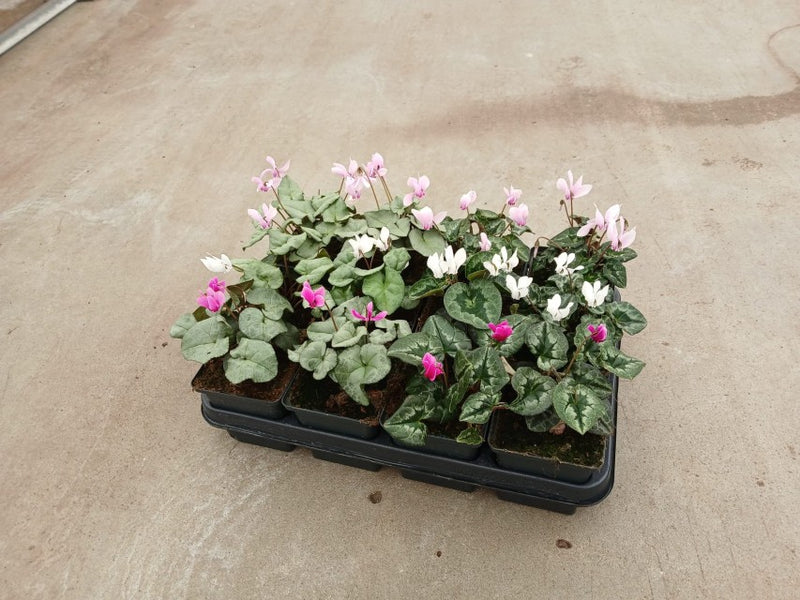Cyclamen Coum  Mix