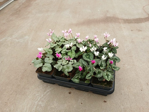 Cyclamen Coum  Mix