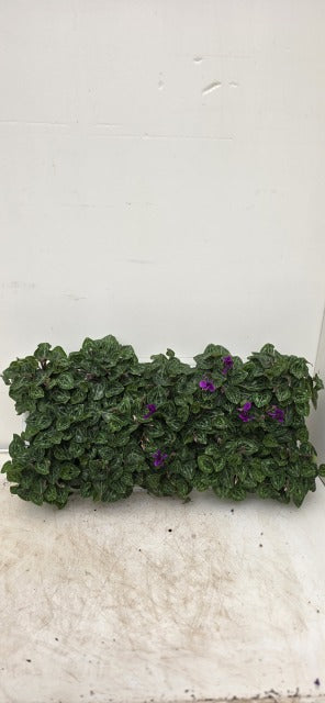 Cyclamen Dragon Deep Blue 9cm
