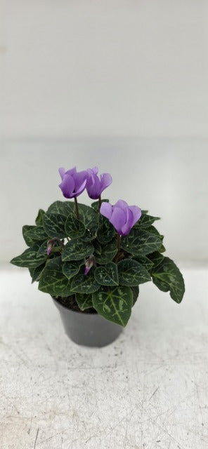 Cyclamen Dragon Deep Blue 9cm