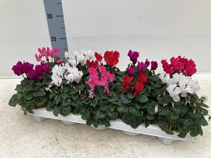 Cyclamen Midi Mix 10.5cm Pot