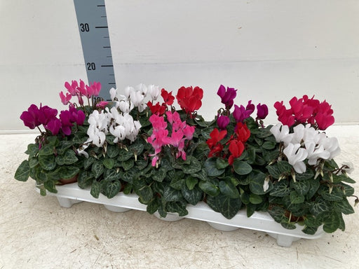Cyclamen Midi Mix 10.5cm Pot