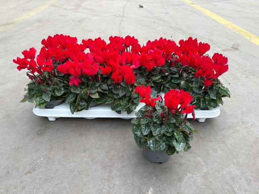 Cyclamen Verona Red 9cm Pot