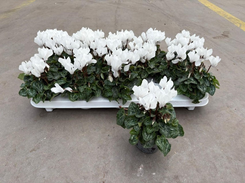 Cyclamen Verona White 9cm Pot
