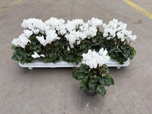 Cyclamen Verona White 9cm Pot