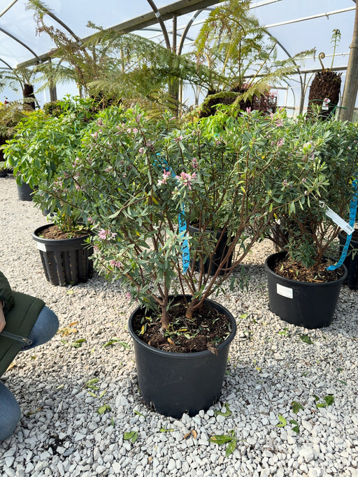 Daphne Trans. Eternal Fragrance 20 Litre Pot 50/60cm September Delivery