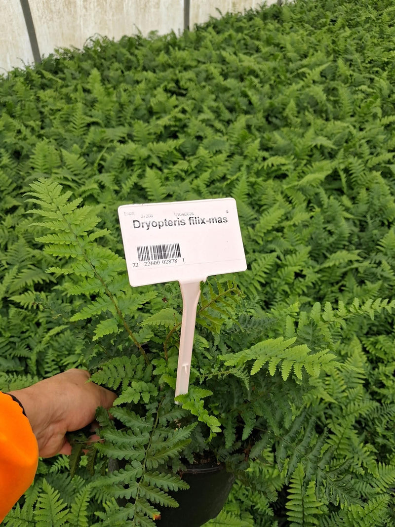 Dryopteris Filix- Mas 5 Litre Pot