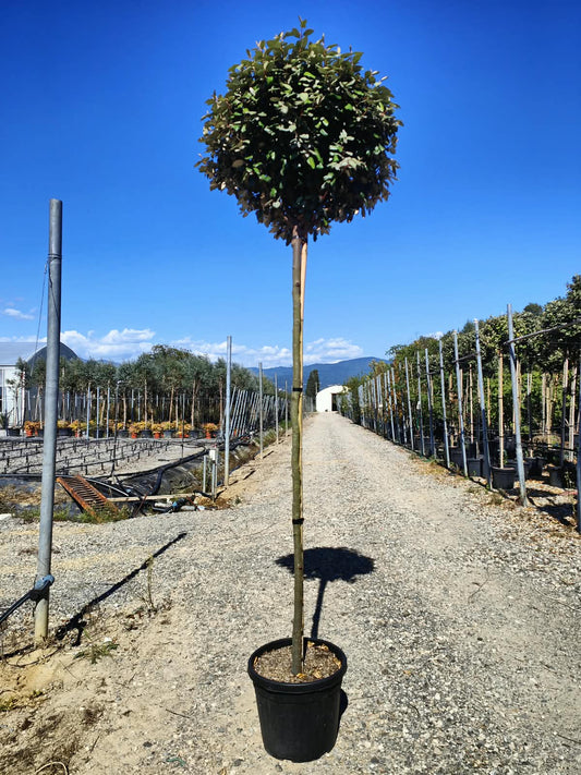 Elaeagnus Compacta Standard Ball 35 Litre Pot 180-200cm Stem