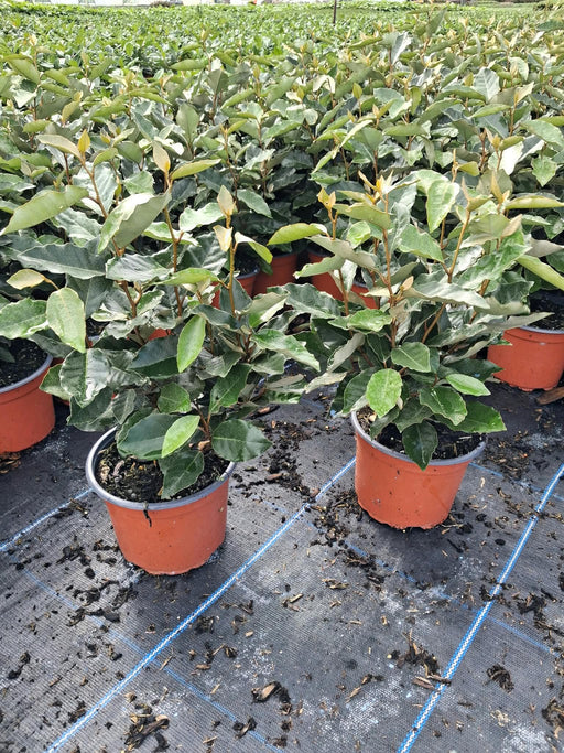 Elaeagnus Ebbingei Compacta 3 Litre Pot
