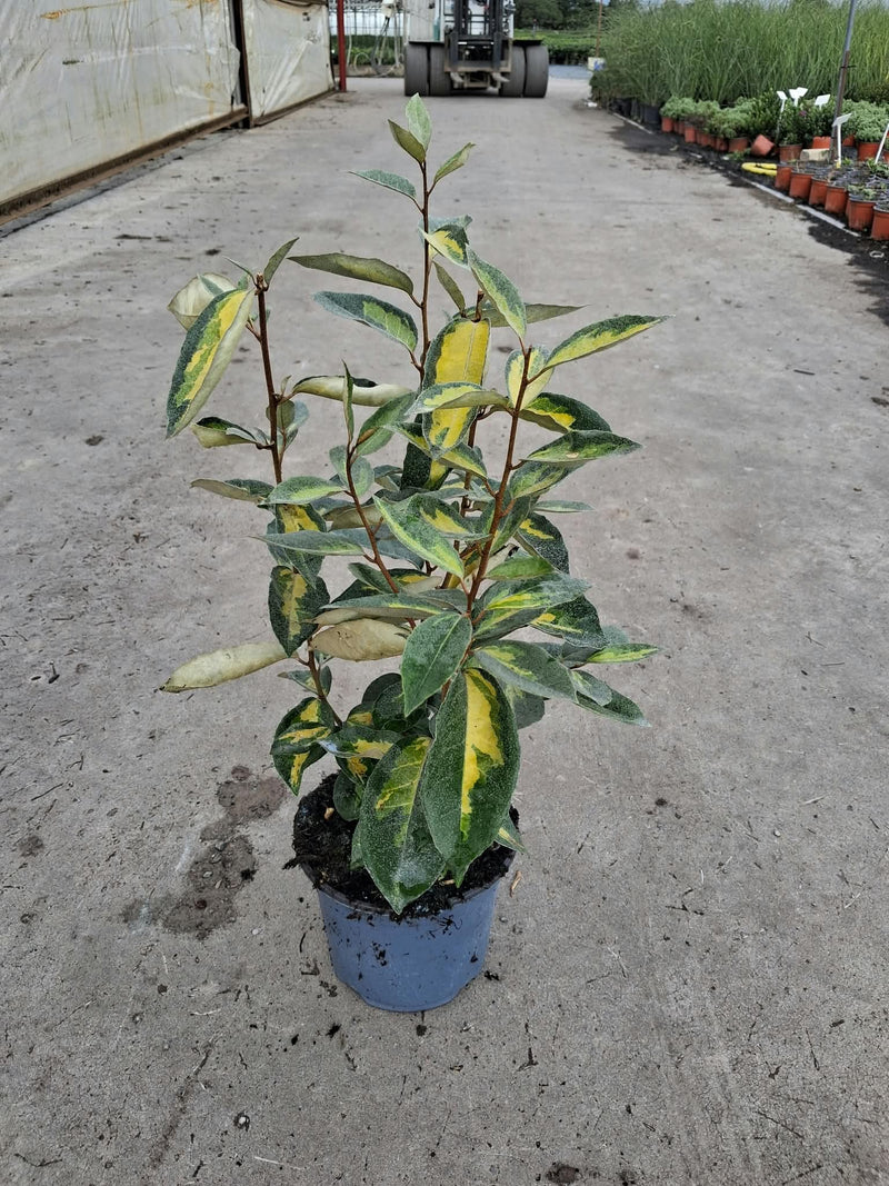 Elaeagnus Ebbingei Limelight 3 Litre Pot