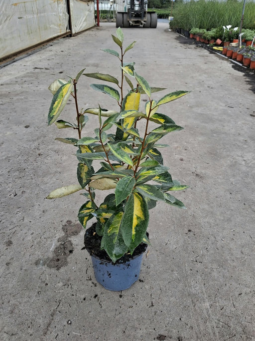 Elaeagnus Ebbingei Limelight 3 Litre Pot